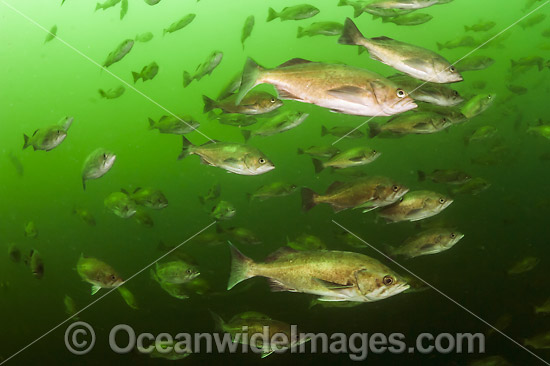 Silvergray Rockfish Sebastes brevispinis photo Silvergray Rockfish Sebastes brevispinis photo