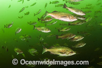 Silvergray Rockfish Sebastes brevispinis Photo - Michael Patrick O'Neill