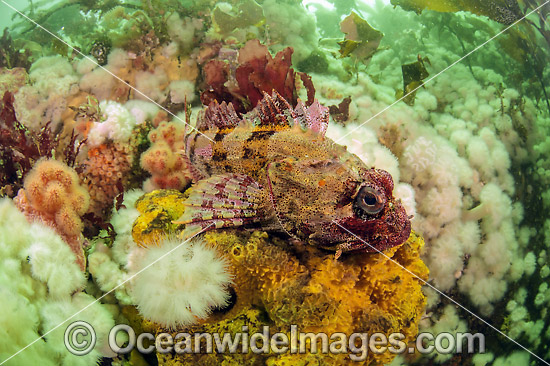 Red Irish Lord Hemilepidotus hemilepidotus photo Red Irish Lord Hemilepidotus hemilepidotus photo