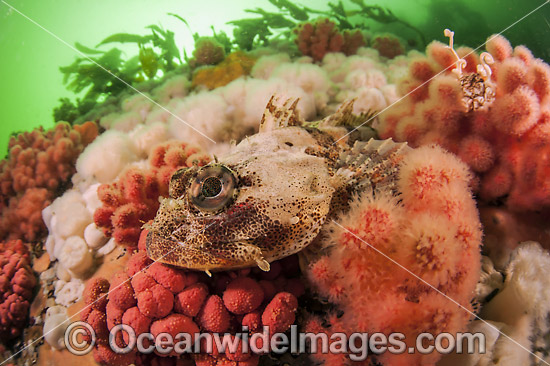 Red Irish Lord Hemilepidotus hemilepidotus photo