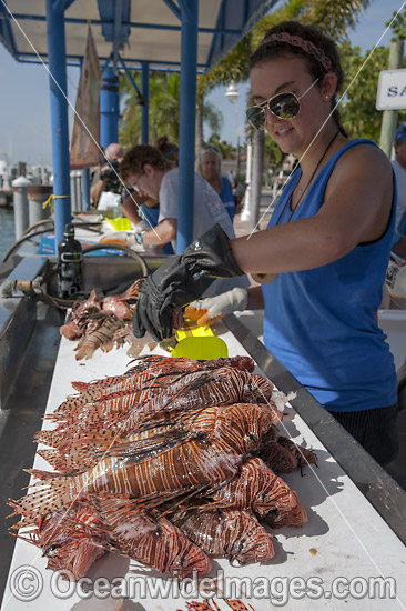 Volunteers from marine conservation organization REEF count, measure, clean and inspect Red Lionfish (Pterois volitans), an invasive species, caught by divers during a lionfish derby on August 17, 2013 in Palm Beach Shores, Florida, United States. Photo - Michael Patrick O'Neill Volunteers from marine conservation organization REEF count, measure, clean and inspect Red Lionfish (Pterois volitans), an invasive species, caught by divers during a lionfish derby on August 17, 2013 in Palm Beach Shores, Florida, United States. Photo - Michael Patrick O'Neill