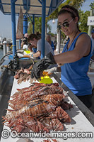 Reef count of invasive Lionfish Photo - Michael Patrick O'Neill