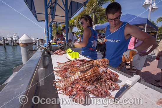 Volunteers from marine conservation organization REEF count, measure, clean and inspect Red Lionfish (Pterois volitans), an invasive species, caught by divers during a lionfish derby on August 17, 2013 in Palm Beach Shores, Florida, United States. Photo - Michael Patrick O'Neill Volunteers from marine conservation organization REEF count, measure, clean and inspect Red Lionfish (Pterois volitans), an invasive species, caught by divers during a lionfish derby on August 17, 2013 in Palm Beach Shores, Florida, United States. Photo - Michael Patrick O'Neill