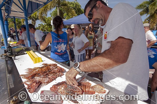 Volunteers from marine conservation organization REEF count, measure, clean and inspect Red Lionfish (Pterois volitans), an invasive species, caught by divers during a lionfish derby on August 17, 2013 in Palm Beach Shores, Florida, United States. Photo - Michael Patrick O'Neill
