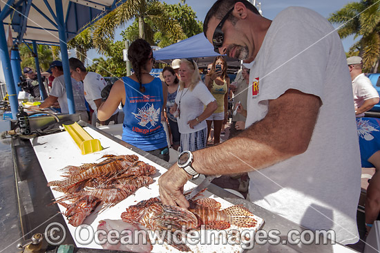 Volunteers from marine conservation organization REEF count, measure, clean and inspect Red Lionfish (Pterois volitans), an invasive species, caught by divers during a lionfish derby on August 17, 2013 in Palm Beach Shores, Florida, United States. Photo - Michael Patrick O'Neill Volunteers from marine conservation organization REEF count, measure, clean and inspect Red Lionfish (Pterois volitans), an invasive species, caught by divers during a lionfish derby on August 17, 2013 in Palm Beach Shores, Florida, United States. Photo - Michael Patrick O'Neill