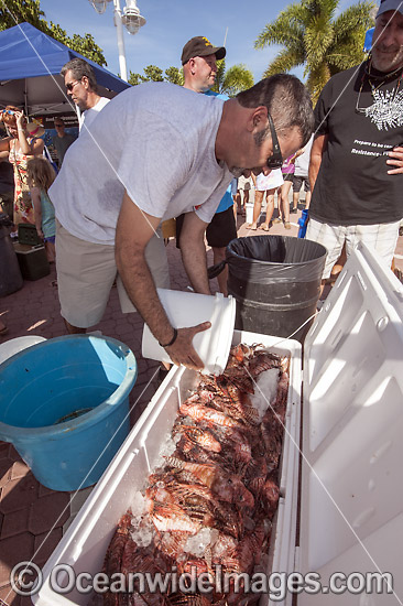 Volunteers from marine conservation organization REEF count, measure, clean and inspect Red Lionfish (Pterois volitans), an invasive species, caught by divers during a lionfish derby on August 17, 2013 in Palm Beach Shores, Florida, United States. Photo - Michael Patrick O'Neill Volunteers from marine conservation organization REEF count, measure, clean and inspect Red Lionfish (Pterois volitans), an invasive species, caught by divers during a lionfish derby on August 17, 2013 in Palm Beach Shores, Florida, United States. Photo - Michael Patrick O'Neill