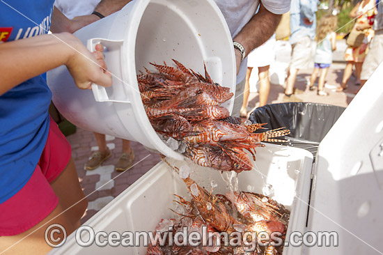 Volunteers count invasive Lionfish photo Volunteers count invasive Lionfish photo