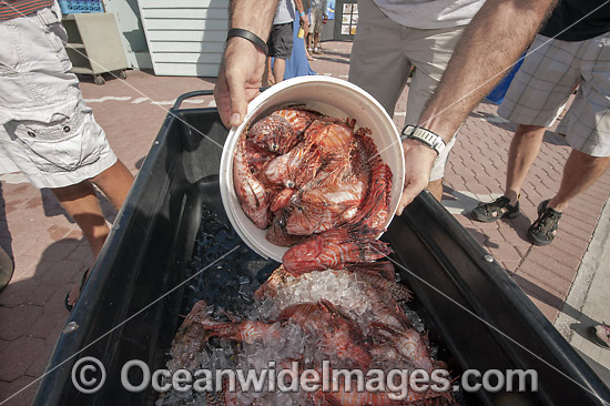 Volunteers from marine conservation organization REEF count, measure, clean and inspect Red Lionfish (Pterois volitans), an invasive species, caught by divers during a lionfish derby on August 17, 2013 in Palm Beach Shores, Florida, United States. Photo - Michael Patrick O'Neill