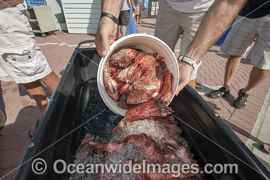 Reef count of invasive Lionfish photo