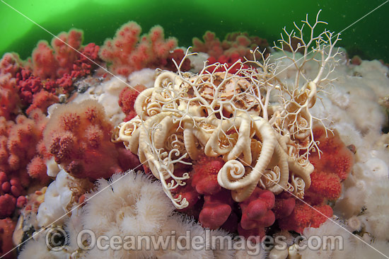 Basket Star (Gorgonocephalus eucnemis). Photo taken off Browning Passage in Northern Vancouver Island, British Columbia, Canada. Photo - Michael Patrick O'Neill Basket Star (Gorgonocephalus eucnemis). Photo taken off Browning Passage in Northern Vancouver Island, British Columbia, Canada. Photo - Michael Patrick O'Neill