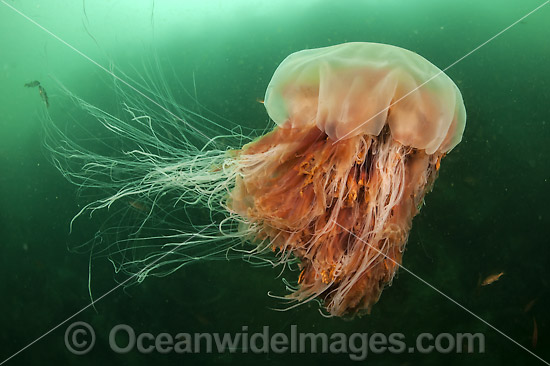 Lions Mane Jellyfish Canada photo