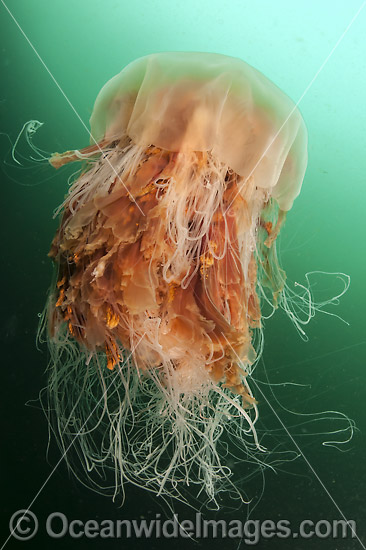 Lions Mane Jellyfish Canada photo