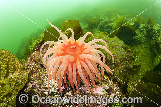 Fish-eating Anemone Canada photo