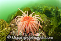 Fish-eating Anemone Canada Photo - Michael Patrick O'Neill