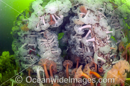 Giant Plumose Anemone Metridium giganteum photo Giant Plumose Anemone Metridium giganteum photo
