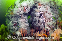 Giant Plumose Anemone Metridium giganteum Photo - Michael Patrick O'Neill