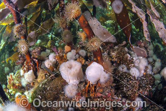 Short Plumose Anemone in kelp forest photo Short Plumose Anemone in kelp forest photo