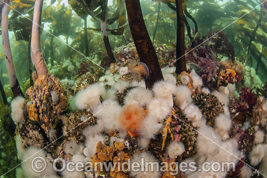 Short Plumose Anemone photo