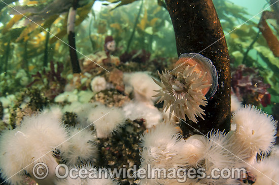 Short Plumose Anemone in kelp photo Short Plumose Anemone in kelp photo