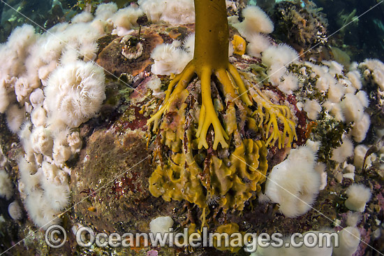 Short Plumose Anemone Canada photo