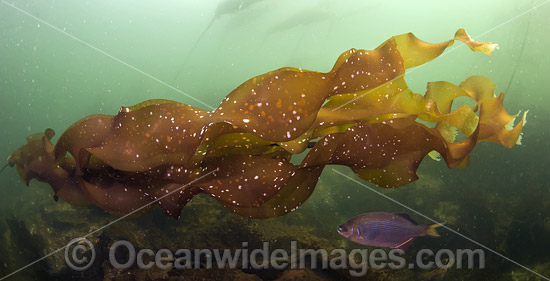 Striped Perch in Kelp photo