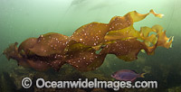 Striped Perch in Kelp Photo - Michael Patrick O'Neill