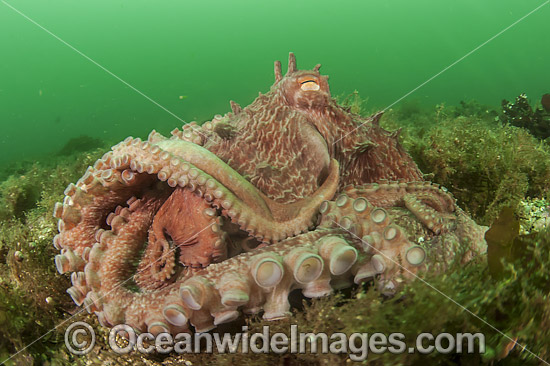 Giant Pacific Octopus Enteroctopus dofleini photo Giant Pacific Octopus Enteroctopus dofleini photo
