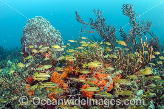 Fish and coral Palm Beach photo