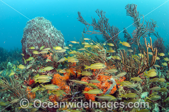Tropical reef scene comprising a rich variety of fish and invertebrate marine life. Photo taken on the Breakers Coral Reef, offshore Palm Beach, Florida, United States. Photo - Michael Patrick O'Neill Tropical reef scene comprising a rich variety of fish and invertebrate marine life. Photo taken on the Breakers Coral Reef, offshore Palm Beach, Florida, United States. Photo - Michael Patrick O'Neill