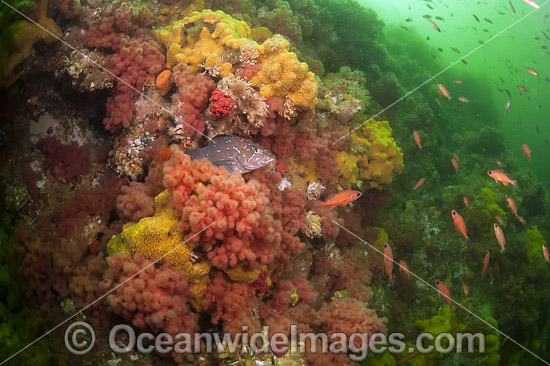 Reef scene Vancouver Island Canada photo