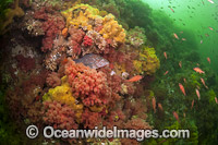 Reef scene Vancouver Island Canada Photo - Michael Patrick O'Neill