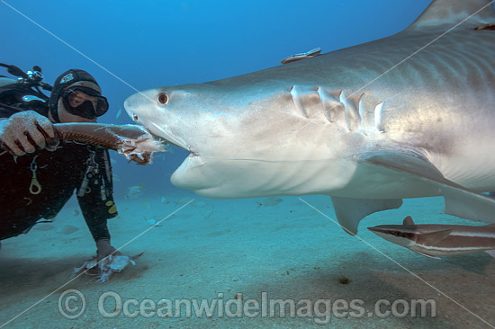 Diver hand feeding a Tiger Shark (Galeocerdo cuvier). Galeocerdo cuvier, in Federal waters offshore Jupiter, Florida, United States. Photo - Michael Patrick O'Neill Diver hand feeding a Tiger Shark (Galeocerdo cuvier). Galeocerdo cuvier, in Federal waters offshore Jupiter, Florida, United States. Photo - Michael Patrick O'Neill