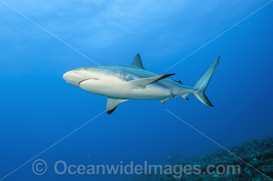 Caribbean Reef Shark (Carcharhinus perezi). Found in the tropical western Atlantic Ocean, from Florida to Brazil. Photo taken offshore Juno Beach, Florida, United States. Photo - Michael Patrick O'Neill