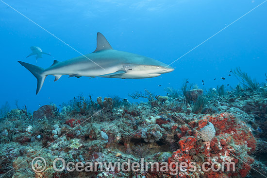 Caribbean Reef Shark (Carcharhinus perezi). Found in the tropical western Atlantic Ocean, from Florida to Brazil. Photo taken offshore Juno Beach, Florida, United States. Photo - Michael Patrick O'Neill Caribbean Reef Shark (Carcharhinus perezi). Found in the tropical western Atlantic Ocean, from Florida to Brazil. Photo taken offshore Juno Beach, Florida, United States. Photo - Michael Patrick O'Neill