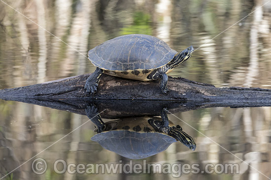 Suwannee Cooter Florida photo