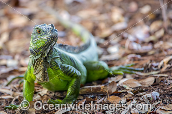 Green Iguana USA photo