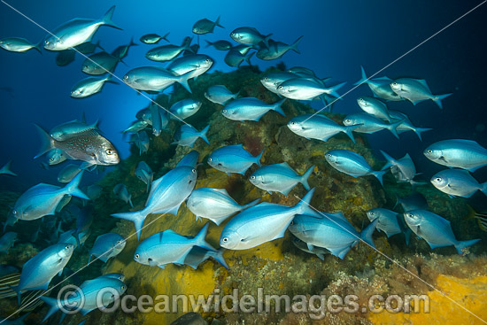 Blue Maomao (Scorpis violacea) and a single Snapper (Chrysophrys auratus). Poor Knights Islands Marine Reserve, situated off the east coast of North Island, New Zealand, Pacific Ocean. Photo - Justin Gilligan Blue Maomao (Scorpis violacea) and a single Snapper (Chrysophrys auratus). Poor Knights Islands Marine Reserve, situated off the east coast of North Island, New Zealand, Pacific Ocean. Photo - Justin Gilligan
