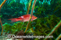 Red Pigfish Bodianus unimaculatus Photo - Justin Gilligan