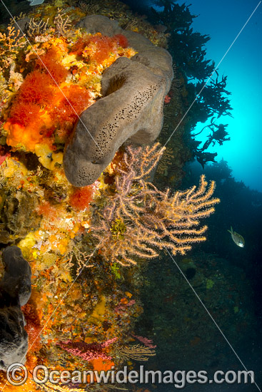 Temperate reef scene, Sea Sponges and Gorgonian Corals. Poor Knights Islands Marine Reserve, situated off the east coast of North Island, New Zealand, Pacific Ocean. Photo - Justin Gilligan Temperate reef scene, Sea Sponges and Gorgonian Corals. Poor Knights Islands Marine Reserve, situated off the east coast of North Island, New Zealand, Pacific Ocean. Photo - Justin Gilligan