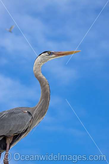 Great Blue Heron Ardea herodias photo