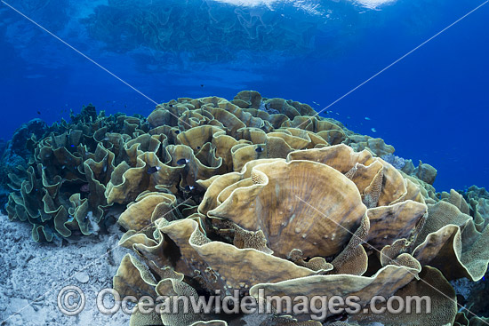Lettuce Coral Fiji photo