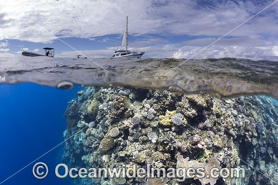 Coral and Dive boat Fiji photo
