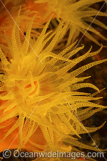 Sunshine Coral (Tubastraea sp.), showing polyp detail. Found throughout the Indo-West Pacific, including the Great Barrier Reef, Australia, usually living in the shade of caves and on vertical walls. Photo - David Fleetham