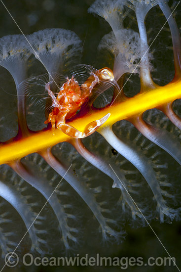 Porcelain Crab (Neopetrolisthes sp.) - on a Sea Pen. Found throughout the Indo-Pacific. Photo - David Fleetham Porcelain Crab (Neopetrolisthes sp.) - on a Sea Pen. Found throughout the Indo-Pacific. Photo - David Fleetham