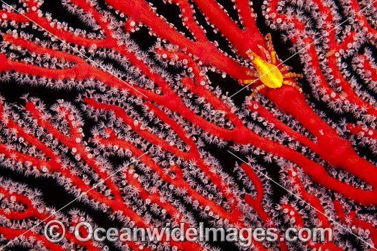 Gorgonian Crab of coral photo