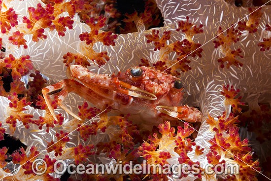 Spider Crab in Alcyonarian Soft Coral photo