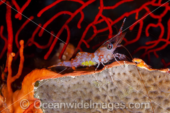 Hinge-beak Shrimp with eggs photo