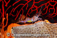 Hinge-beak Shrimp with eggs Photo - David Fleetham
