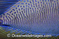 Big-nose Unicornfish detail Photo - David Fleetham