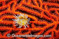 Sea Anemone on Coral Photo - David Fleetham